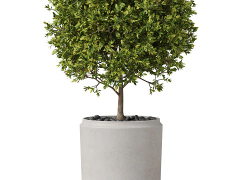 Plants collection 849 3D Model