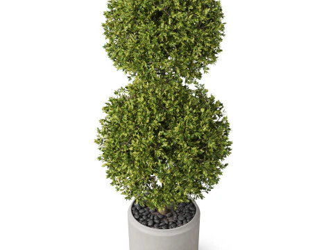 Plants collection 849 3D Model