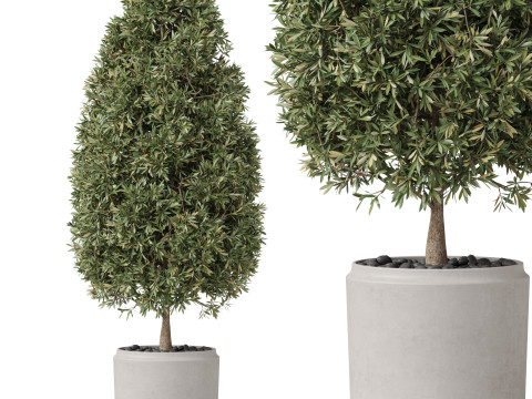 Plants collection 851 3D 模型