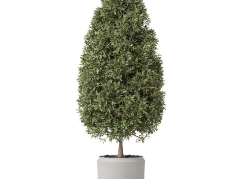 Plants collection 851 3D Model