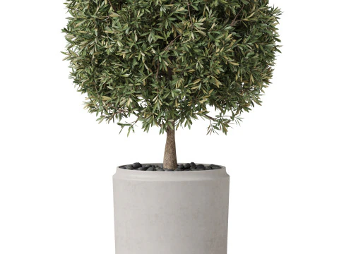 Plants collection 851 3D Model
