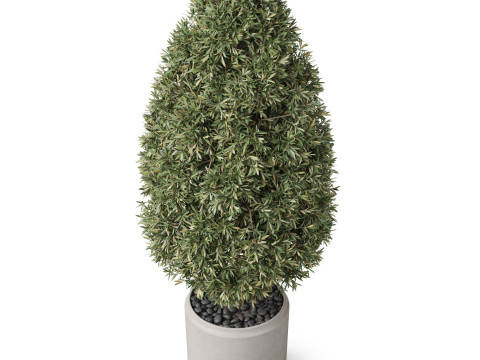 Plants collection 851 Modèle 3D