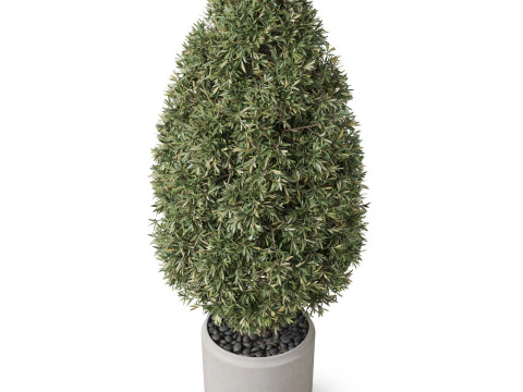 Plants collection 851 3D Model