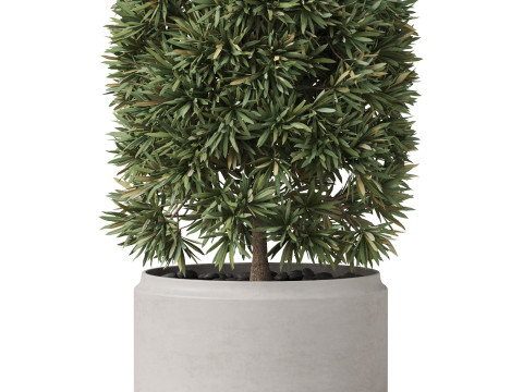 Plants collection 852 3D Модель