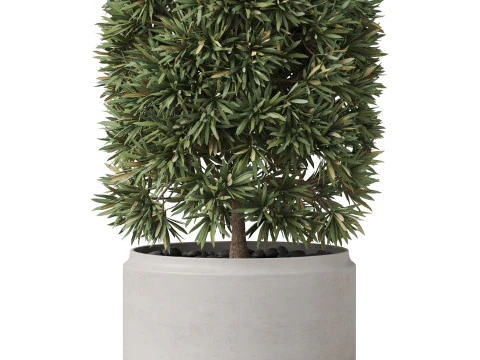 Plants collection 852 3D Model
