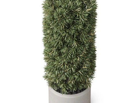 Plants collection 852 3D Model