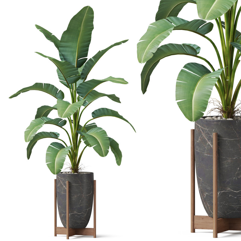 Plants collection 854 3D Model .c4d .max .obj .3ds .fbx .stl .blend