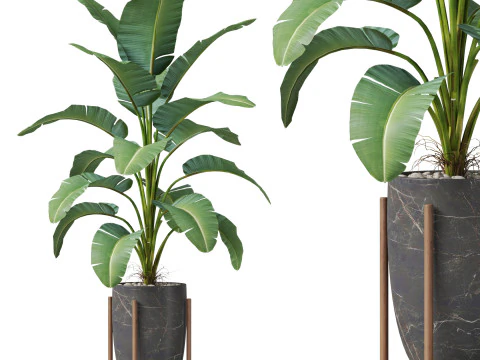 Plantencollectie 854 3D Model