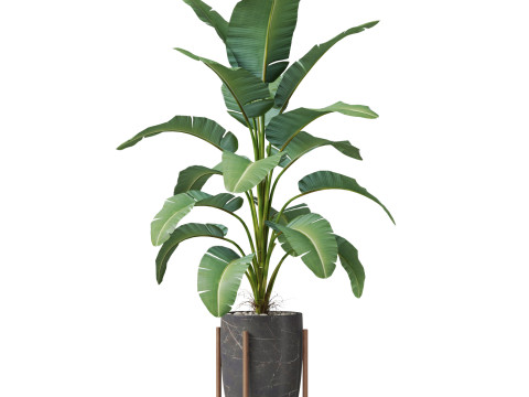 Plants collection 854 3D Model
