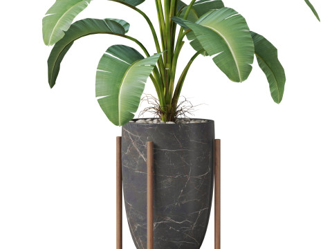 Plants collection 854 3D Model
