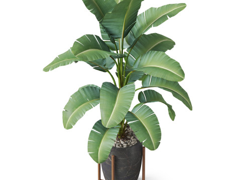 Plants collection 854 3D Model