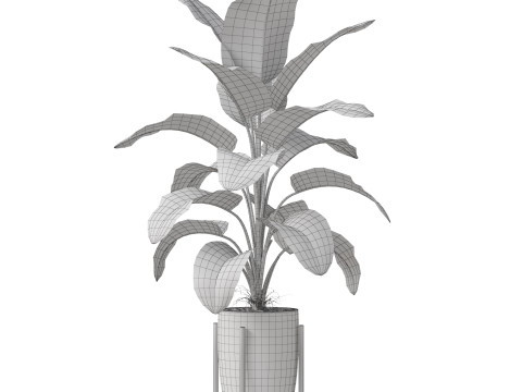 Plants collection 854 3D Model