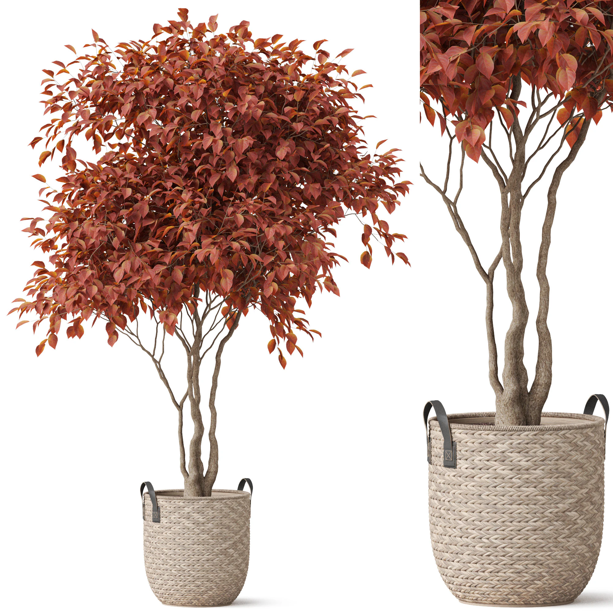 Plants collection 855 3D Model .c4d .max .obj .3ds .fbx .stl .blend 