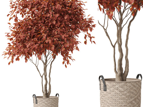 Plants collection 855 Modèle 3D