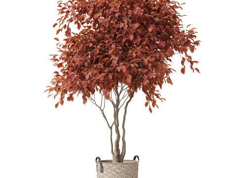 Plants collection 855 3D Model