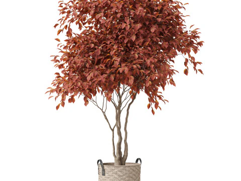 Plants collection 855 3D Model