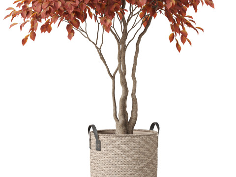 Plants collection 855 3D Model