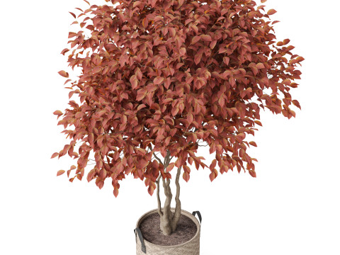 Plants collection 855 3D Model