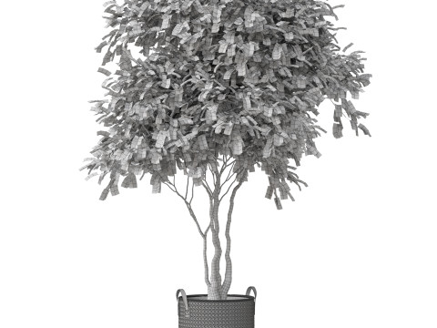 Plants collection 855 3D Model