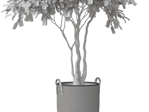 Plants collection 855 3D Model