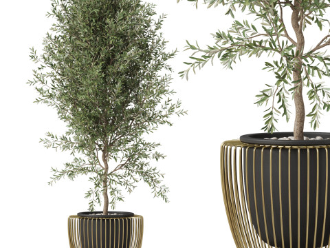 Plants collection 856 Modèle 3D