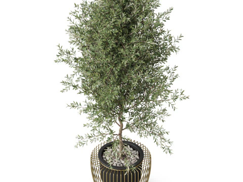 Plants collection 856 3D Model