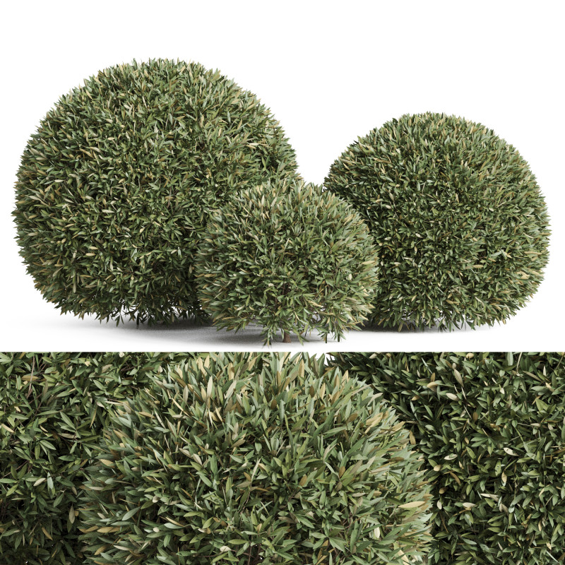 Plants collection 857 3D Model .c4d .max .obj .3ds .fbx .stl .blend