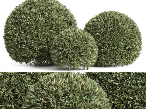 Plants collection 857 3D Model