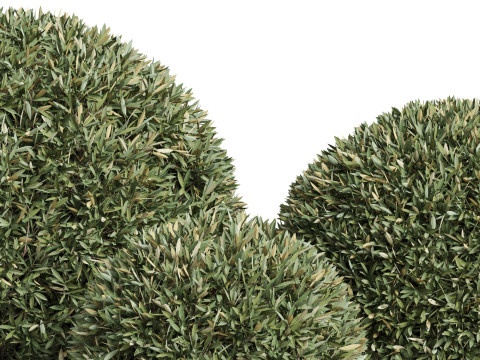 Plants collection 857 3D Model