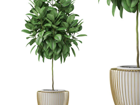 पौधों का संग्रह 859 3D मॉडल