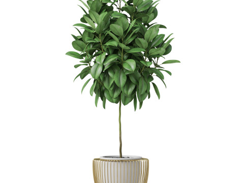 Plants collection 859 3D Model
