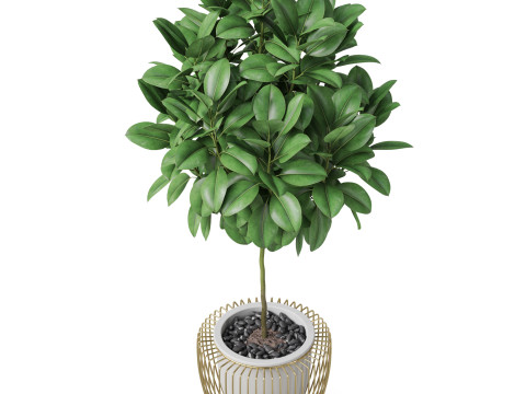 Plants collection 859 3D Model
