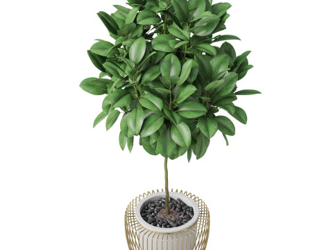 Plants collection 859 3D Model