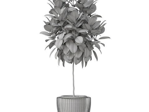 Plants collection 859 3D Model