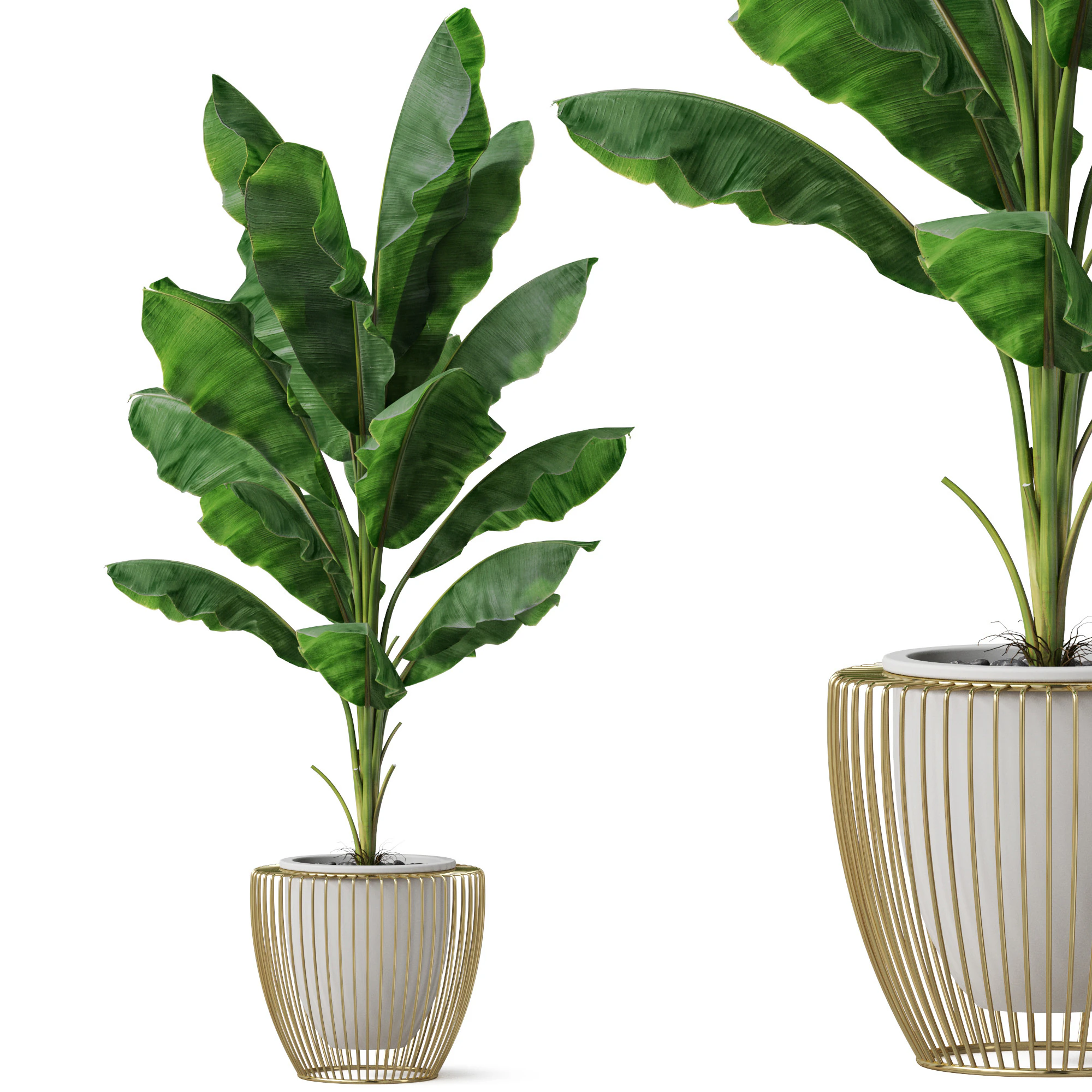 Plants collection 860 3D Model .c4d .max .obj .3ds .fbx .stl .blend 