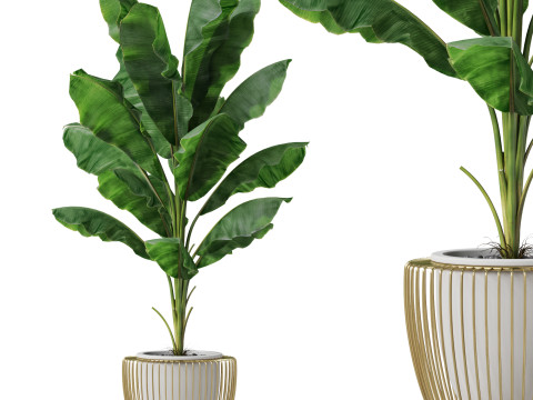 Plants collection 860 Modèle 3D