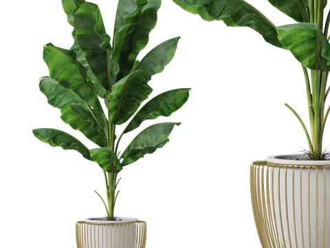 Plantencollectie 860 3D Model