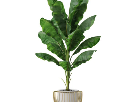 Plants collection 860 3D Model