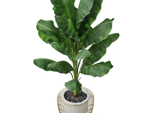 Plants collection 860 3D Model