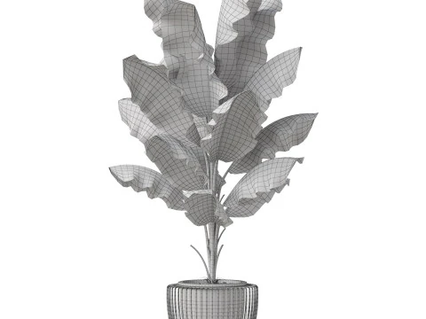 Plants collection 860 3D Model