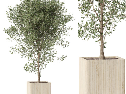 Plants collection 861 Modèle 3D