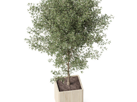 Plants collection 861 3D 模型