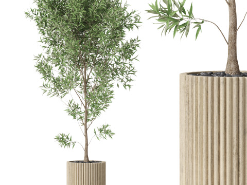 Plants collection 862 Modèle 3D