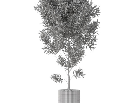 Plants collection 862 3D Model