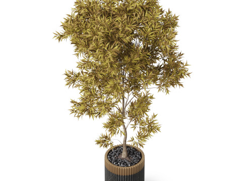 Plants collection 863 3D Model