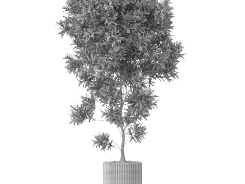 Plants collection 863 3D Model