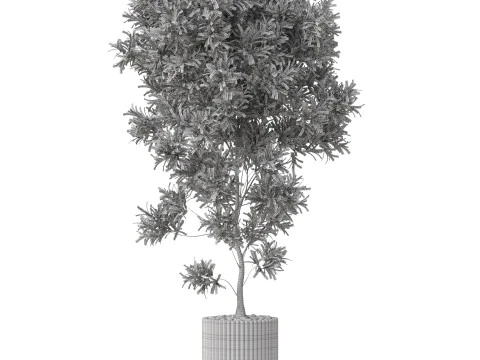 Plants collection 863 3D Model