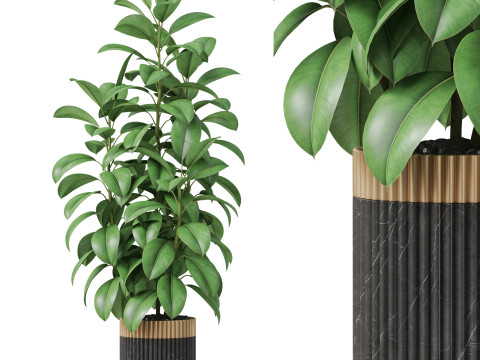Plants collection 864 Modèle 3D
