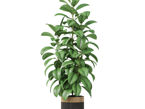 Plants collection 864 Modelo 3D