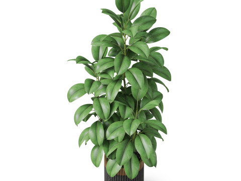 Plants collection 864 Modelo 3D